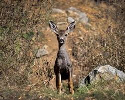 California officials move forward with plans to exterminate mule deer from island