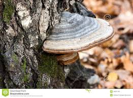 Image result for chaga mushroom images