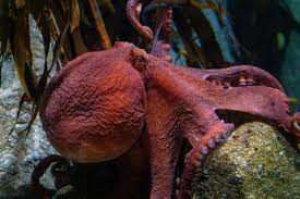 A Moving Visit to the Monterey Bay Aquarium