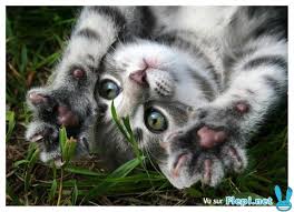 Résultat de recherche d'images pour "chat"