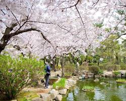 縮景園の桜の画像