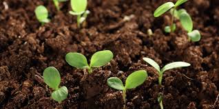 toprak ve bitki ile ilgili görsel sonucu