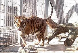 Image result for Woman Who Got Into Zoo To Pet Tiger Is Fined