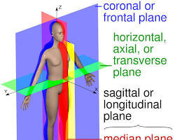 Image of Median plane anatomy