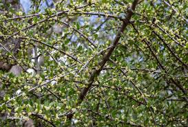 Image result for Pyrostria hystrix