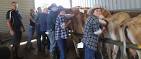 Artificial Insemination of Cow. -