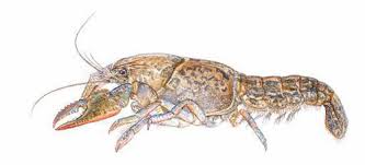 Image result for crayfish chimneys