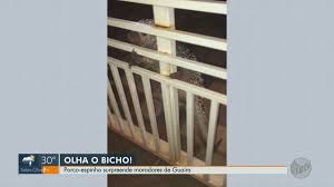 Porco-espinho é retirado de motor de carro após se esconder de cachorros em Guaíra, SP