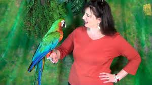 Image result for baby macaw parrot for sale