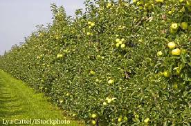 Image result for hedge apples