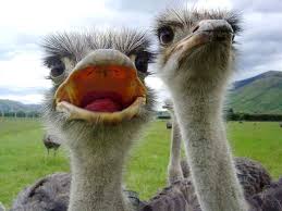 Янукович о кредите от Путина: Мы за эти деньги решили массу вопросов - Цензор.НЕТ 7454