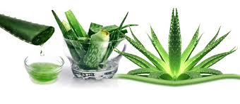 Image result for aloe vera