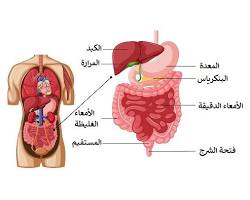 صورة المعدة (جهاز هضمي)