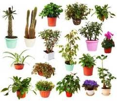 SCIENTIFIC NAMES OF COMMON PLANT కోసం చిత్ర ఫలితం