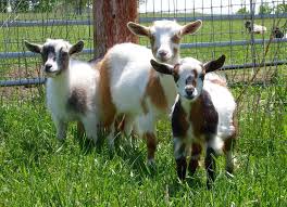 Image result for GOAT
