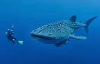 Diving whale sharks