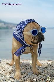 نتيجة بحث الصور عن صور كلاب