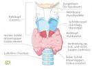 Schilddrüsenwerte