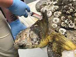 The Heartwarming Rescue of a Loggerhead Sea Turtle: A Battle for ...