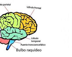 Cerebro humano