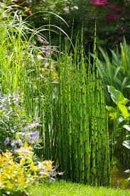 Image result for monrovia green pot