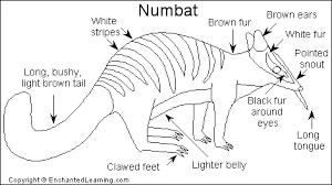Image result for Numbats/ woodlands