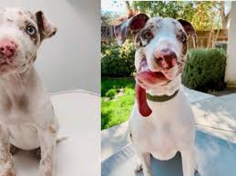 VIDEO: Perrito con rostro deforme fue rescatado por una ...