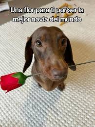 Una Flor Para La Mejor Novia | TikTok