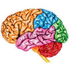 Resultado de imagen para cerebro