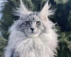 Maine Coon cat