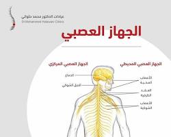 صورة الجهاز العصبي المحيطي