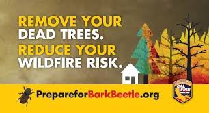Image result for Bark Beetles and wildfire