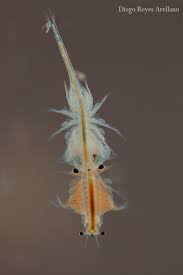 Image result for Artemia Franciscana