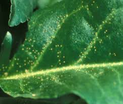 Résultat de recherche d'images pour "scale insects"