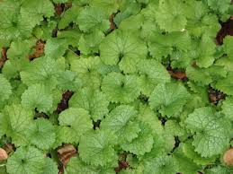 Image result for garlic mustard