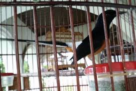 Hasil gambar untuk murai batu