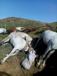 Image result for IRAN HORSES