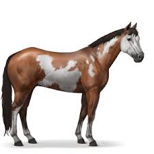 Image result for HORSE
