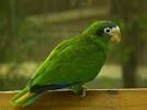 virtual villagers 2 parrots talking like humans do chords