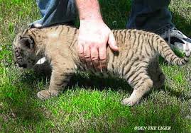 Image result for liger