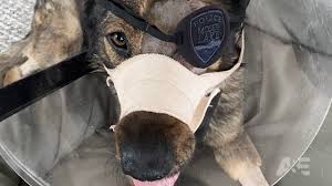 Watch An Animal Saved My Life Online | Stream on DIRECTV