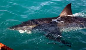 Great white shark spotted next to children; El Nino to increase sightings