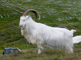 Image result for GOAT