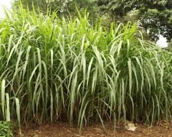 elephant grass pennisetum purpureum, AI generated
