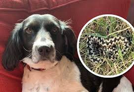 Dog bitten by adder at Highcliffe beach amid warnings of ...