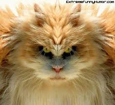 Image result for crazy animals