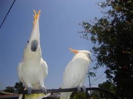 Image result for african grey parrot for sale
