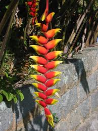 Resultado de imagem para Heliconia farinosa (Caeté)