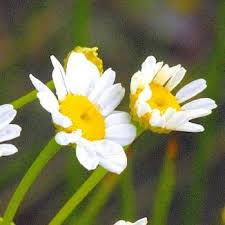 Image result for feverfew