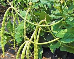 Image of Cream Pea Cowpea